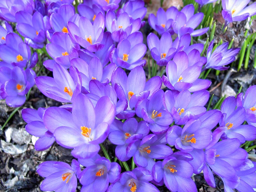 krokus