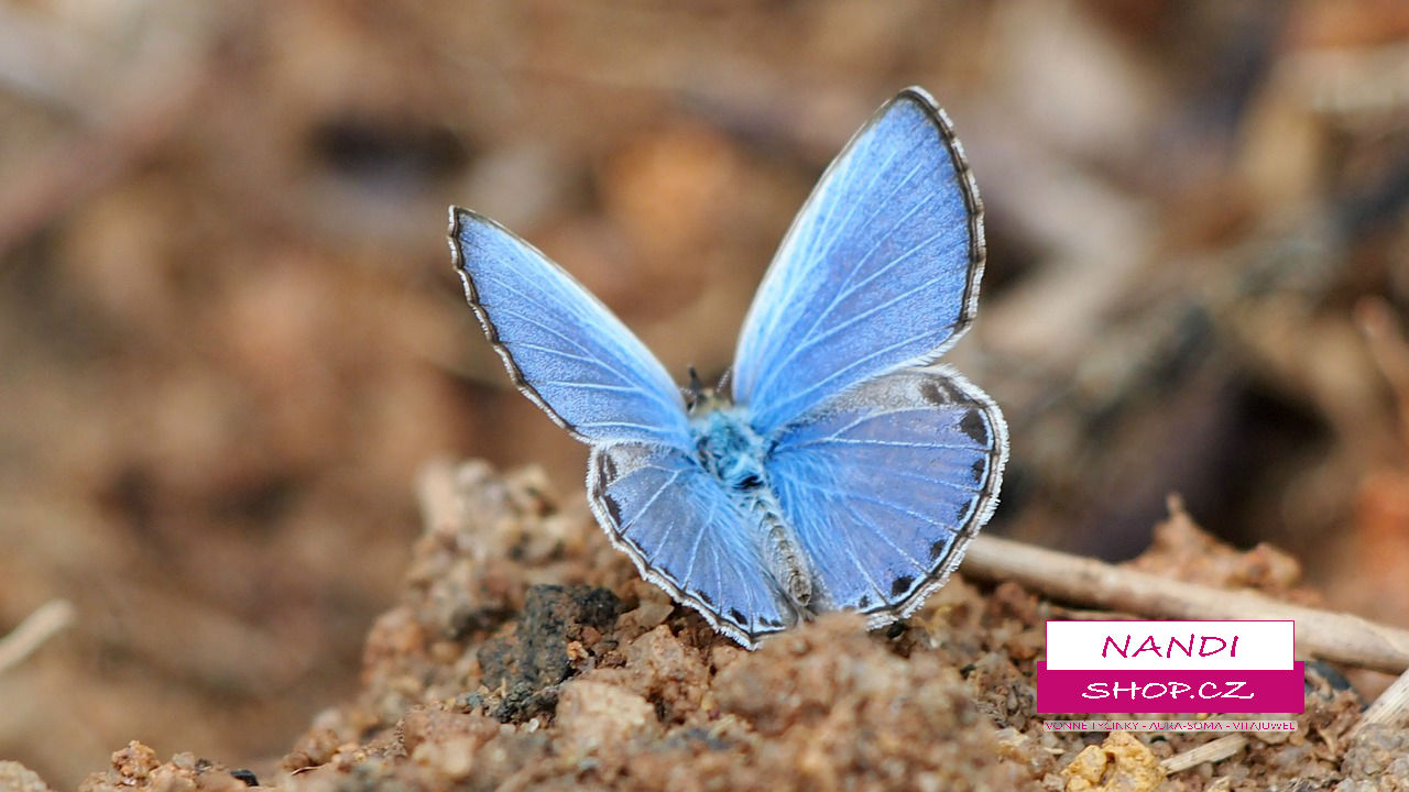 Odpuštění osvobozuje