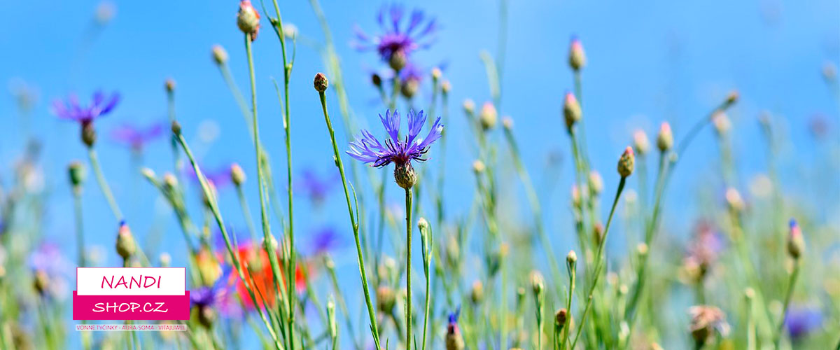 RADY ANDĚLŮ NA DNEŠNÍ DEN – DÍVEJTE SE NA VŠECHNY JAKO NA ÚSPĚŠNÉ