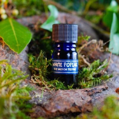 PARFÉM TREE WISDOM BÍLÝ TOPOL