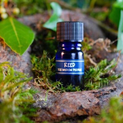 PARFÉM TREE WISDOM RÁKOS