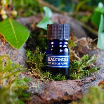 PARFÉM TREE WISDOM TRNKA